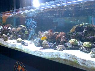 珊瑚礁の中の熱帯魚